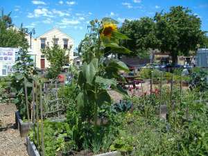 Benicia Community Garden July 2013