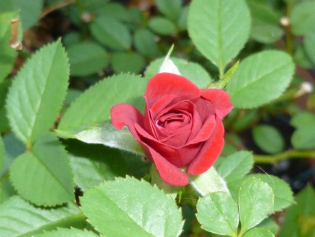 A tea rose